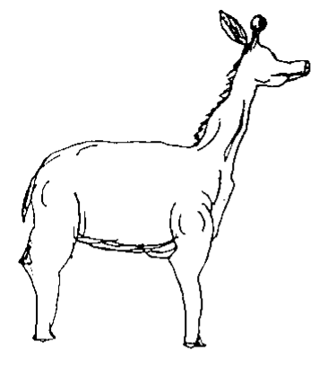 Participant drawing of a deer-like alien animal with four legs, a long neck, and a head with eyes and ears.