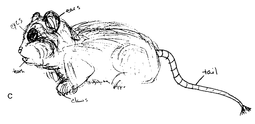 Participant drawing of a furry rodent-like creature with ears, eyes, claws, and a long tail.